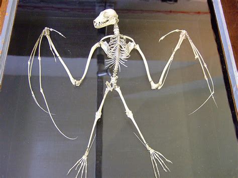 Flying Fox Skeleton Peter Flickr