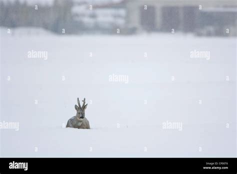 Roe Deer Capreolus Capreolus Roebuck On A Pasture In Deep Snow