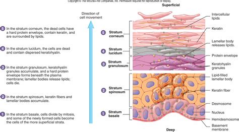 Integumentary System Parts And Functions Picture