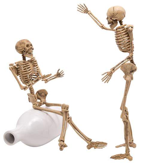 Human Skeleton As People Talking Isolated 12447604 Png
