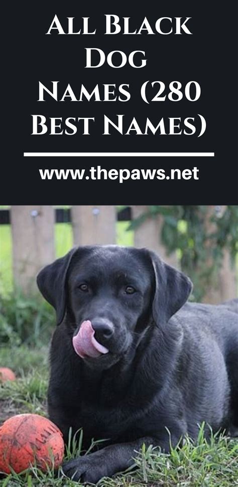 All Black Dog Names 280 Best Names Black Dog Names Dog Names All
