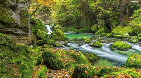 Mossy Autumn Moss Forest Stones River Beautiful