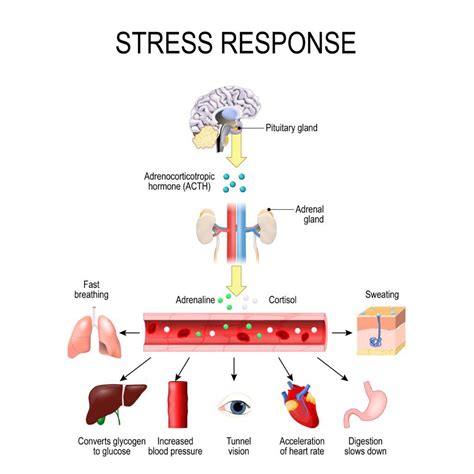 What Are 3 Effects Of Chronic Stress On The Brain 27f Chilean Way