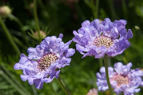 Growing And Caring For Scabiosa Tips For Pincushion Flower Enthusiasts