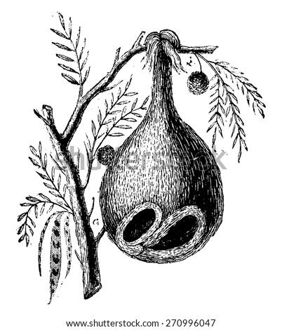 Weaver Bird Nest Stock Vectors & Vector Clip Art | Shutterstock