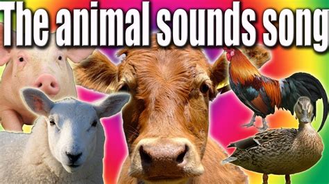 Animal Sounds Song Funny Talking Animals Youtube