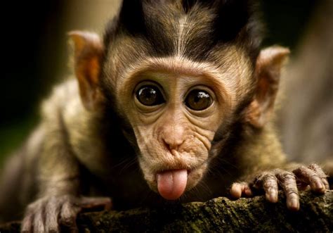 Cool Monkey Wallpapers Top Free Cool Monkey Backgrounds Wallpaperaccess