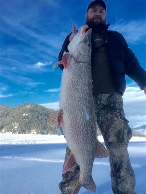 Giant Pike Almost Reaches Montana State Record Montana Hunting And