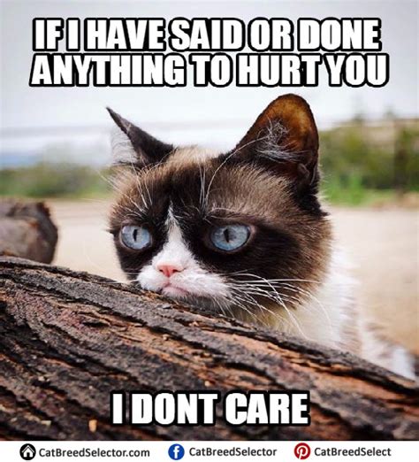 Grumpy Cat Memes Cat Breed Selector