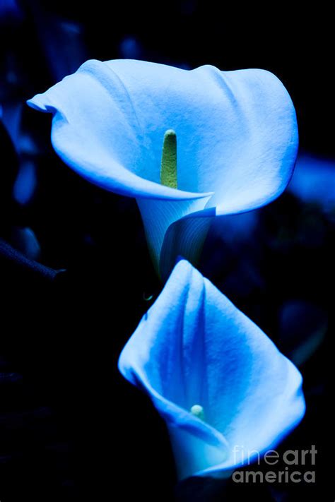Beautiful Blue Calla Lilies Photograph By Beverly Claire Kaiya
