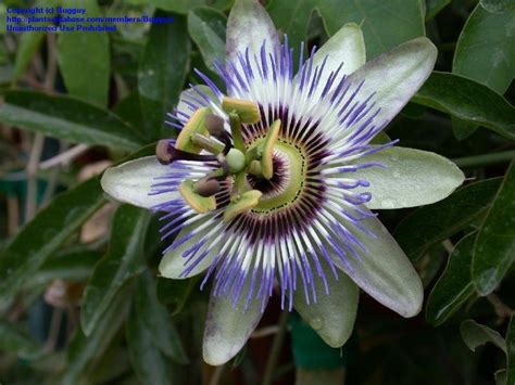 Plantfiles Pictures Blue Passion Flower Hardy Passionflower Passion