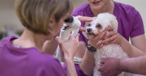 Maybe you would like to learn more about one of these? Homepage - Animal Eye Care of New England