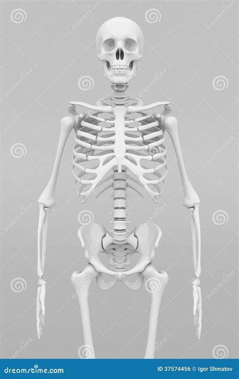 Skeleton Model Stock Illustration Illustration Of Chest 37574456