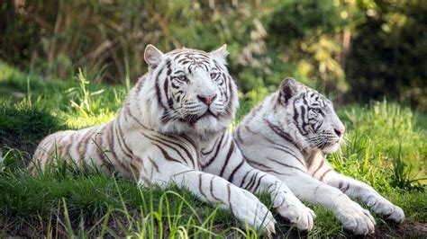 White Tiger Baby Wallpapers Hd 1080p Wallpaper Cave