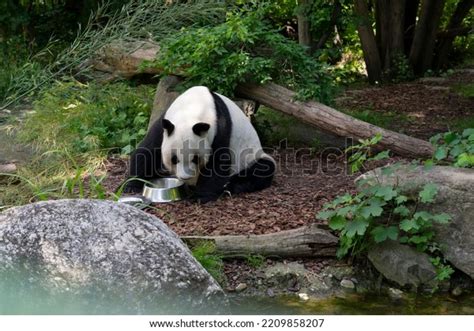 Beautiful Panda Bear Zoo Vienna Stock Photo 2209858207 Shutterstock