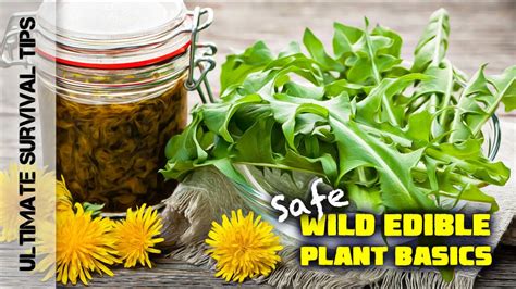5 Laws For Wild Edible Plant Safety For Beginners Best Survival