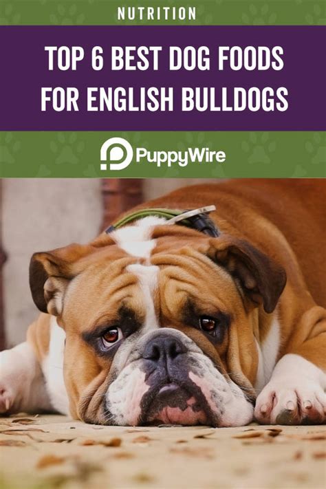 Best Dog Food To Feed An American Bulldog Puppy Best English Bulldog