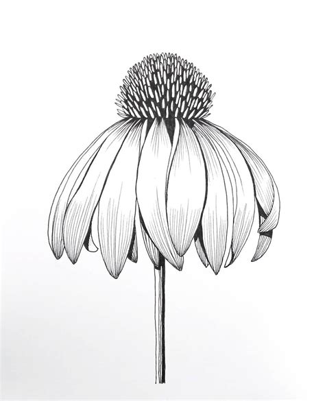 Echinacea By Victoria Dennis Ink Pen Drawings Flower Drawing Ink Sketch