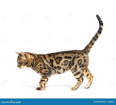 Side View Of A Bengal Cat Walking Isolated Stock Image Image Of View