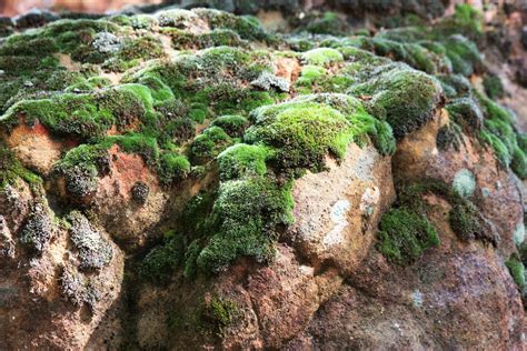 Moss Covered Rocks In The Woods Free Stock Photo Public Domain Pictures