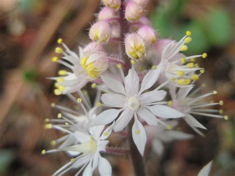 List of trees naturalized in west virginia. Virginia Living Museum | Plants