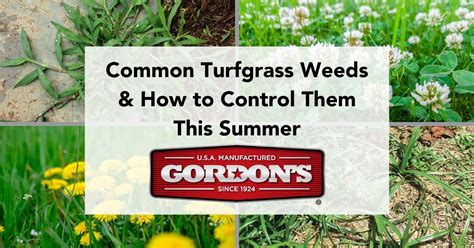 Common Turfgrass Weeds And How To Control Them This Summer