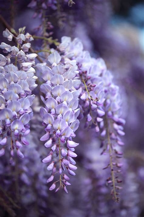 11 Fragrant Night Blooming Flowers That Will Make Your Evenings So Much
