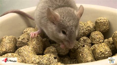 Pet Mice Eating And Drinking Youtube