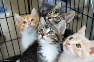 Moreover, interactions with other citizens may bring a person a feeling of felicity and patriotism. Kittens! Kittens! Kittens! - Humane Society of Ventura County