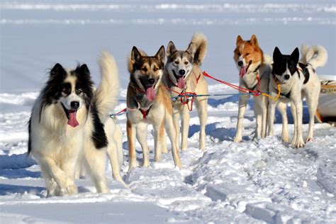 All Mush Dog Sledding Trips In Maine 4 Day Mahoosuc Guide Service
