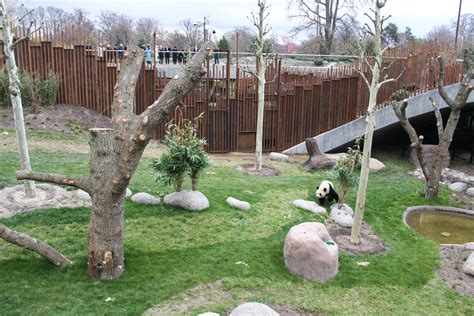 Copenhagen Zoo Unveils Plan Of Giant Panda Enclosure