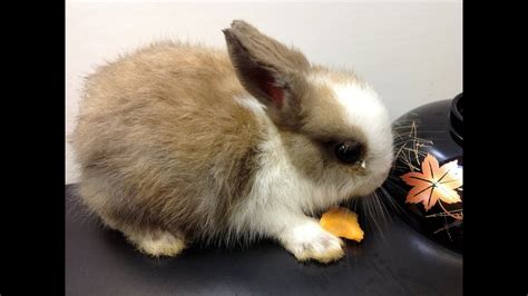 World Cutest Little Bunny Rabbit Lucky Latte 002 Youtube