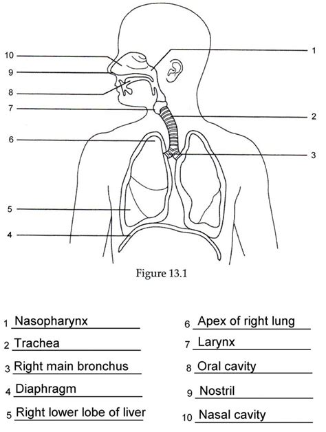 Human Anatomy Labeling Worksheets Respiratory Anatomy Labeling Quiz