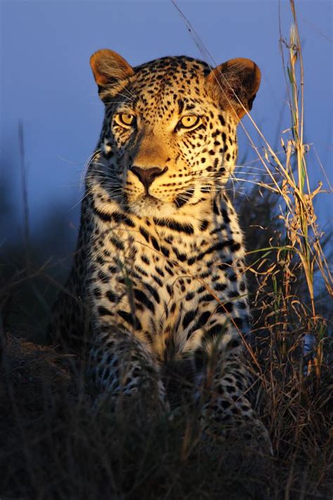Coronavirus most likely originated in china. Makepisi cat, animal, africa, wildlife, safari, leopard ...