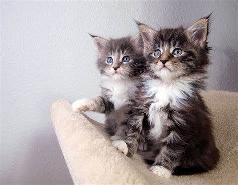 Free Maine Coons Kittens Stock Photo