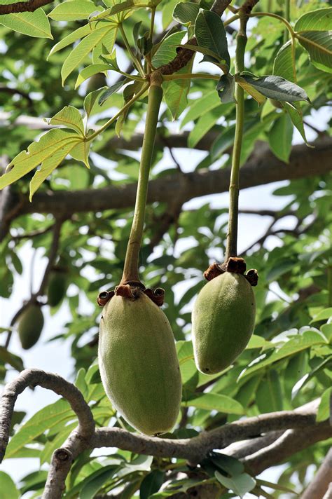 Is Africa's Ancient Baobab Tree Growing the Next Superfood? via ...