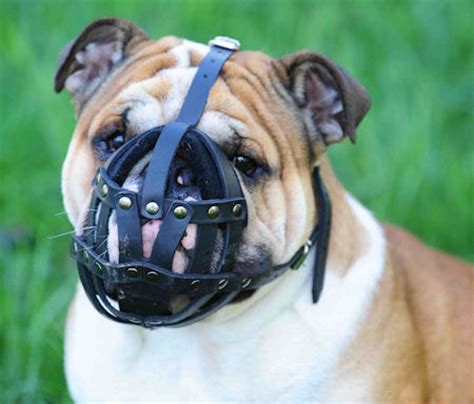 The english bulldog is an affectionate, loving companion breed with a sociable and sweet personality. Padded Walking Bulldog Muzzle | Leather Dog Muzzles