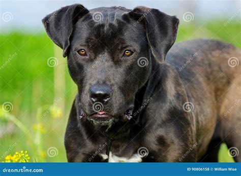 Black Labrador Retriever Bulldog Mixed Breed Dog Stock Photo Image Of