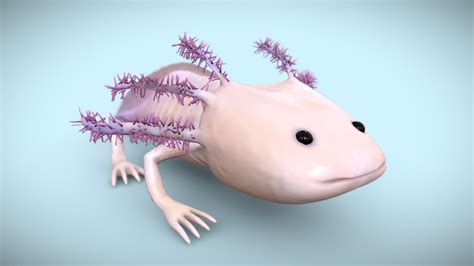 Axolotl Walking Fish Buy Royalty Free 3d Model By Wittybacon