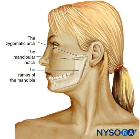 Nerve Blocks Of The Face Nysora