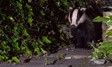 Badger Cull Extended In England With More Than 60000 In Line Of Fire
