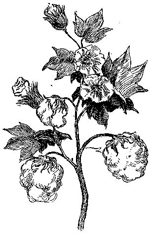 Empieza a tirar del hilo: Free Cotton Plant Drawing, Download Free Clip Art, Free ...
