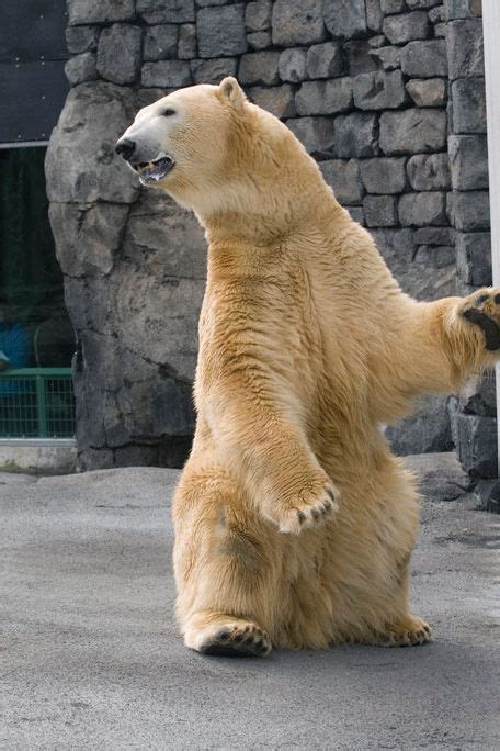Alaska Zoo Statement On The Passing Of Lyutyik The Polar Bear News