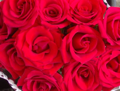 Red Roses Free Photo Download Freeimages