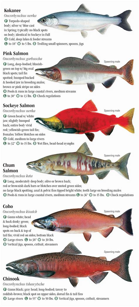 Freshwater Fishes Of The Pacific Northwest Quick Reference Publishing
