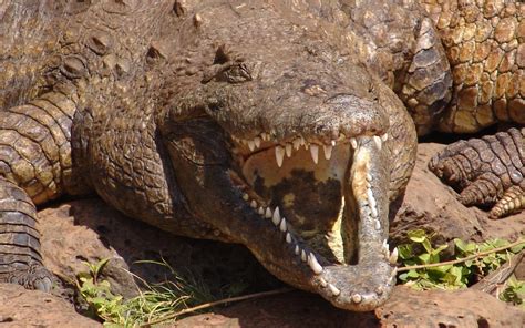 7 Ways To Escape The Jaws Of A Nile Crocodile Kenya Geographic