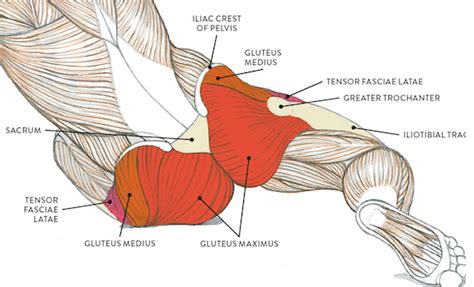 Lower Back And Leg Muscle Diagram Leticia Kirk