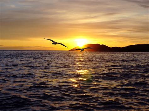 Two Birds In Flying Over The Sea At Sunset Stock Image Image Of
