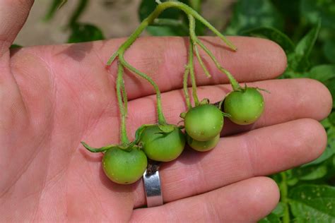 So, why is your potato plant flowering? potato fruit - Grow Appalachia | Grow Appalachia