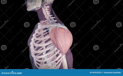 The Human Deltoid Muscle Stock Video Video Of Rendering 69552255